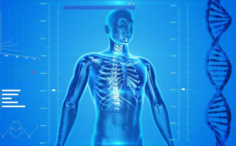 human skeleton, human body, anatomy